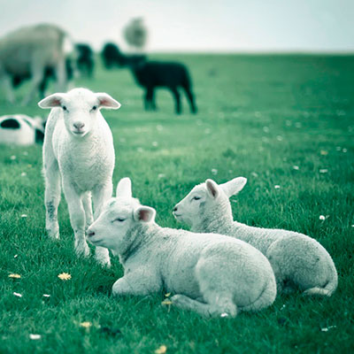 Programa de Sacrificio